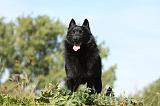 SCHIPPERKE 661